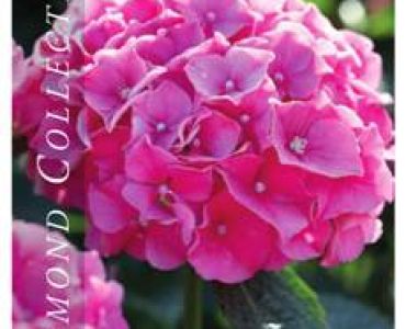 Хортензия (хидрангея) розова